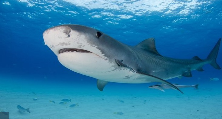 Política de nuestra Empresa Atunera en contra del cercenamiento de la aleta de tiburón